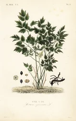 Eurasian baneberry ou erva Christopher, Actaea spicata, Actee a epi