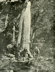 Eurobin Falls, montanhas de búfalo, 1901.