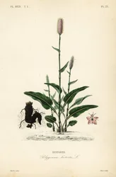 Bistorta europeia ou Snakeroot, Persicaria bistorta, Polygonum bistorta, Bistorte