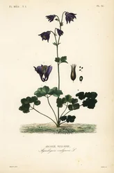 Columbine europeu, Aquilegia vulgaris, Ancolie vulgaire