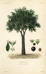 Urtiga europeia, hackberry mediterrânica, loteeiro, ou meleiro, Celtis australis, micocoulier