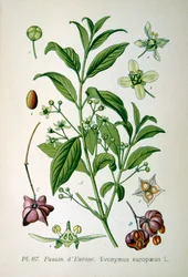 Eixo europeu, 1893