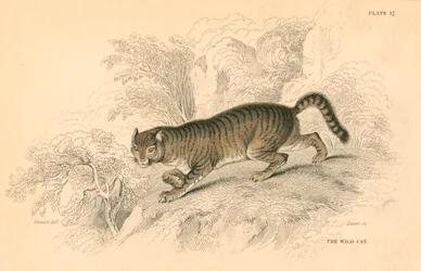 gato selvagem europeu Felis de 1828
