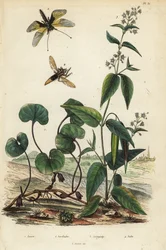 Gengibre selvagem europeu, Asarum europaeum 1, Libelloides longicornis, Ascalaphus longicornis 2, Mil Milkweed, Asclepias syriaca 3, e Hornet robberfly, Asilus crabroniformis 4. Asaret, ascalaphe, asclepiade, asile