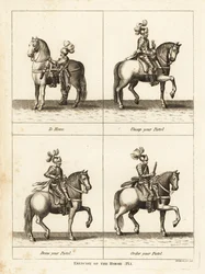 Exercício do cavalo