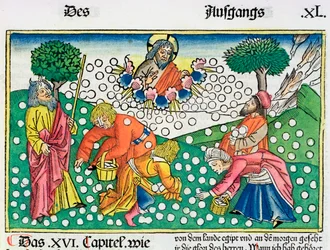 Êxodo 16:13-22: Deus fornece codornas e maná aos israelitas