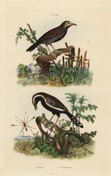 Fairyflyfly, Mymar pulchellum 1, formicivora grisea 2 e formiga de garganta negra, Myrmophylax atrothorax melanura 3