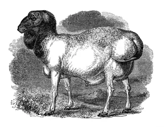 Ovelha de cauda gorda da Tartária, 1848