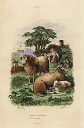 Ovelha de cauda gorda, Ovis aries 1, e ovelha merina, Ovis aries 2