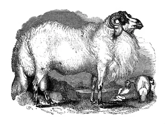 Ovelhas de cauda gorda da Síria, 1848