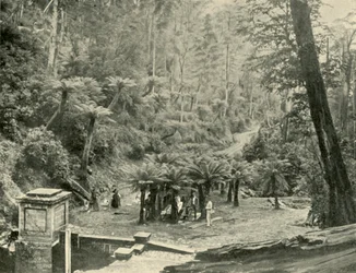 Fern Tree Bower e trilha, montagem Wellington, 1901.