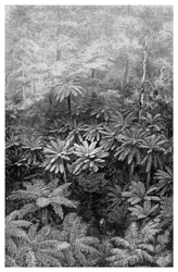 Sarjeta da árvore da samambaia, Austrália, 1886