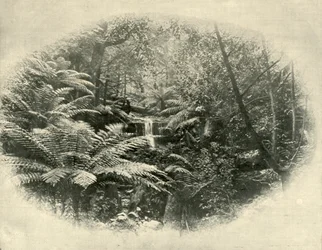 Samambaia da árvore da samambaia, Tasmânia, 1901.