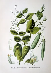 Ervilha de campo e jardim, 1893