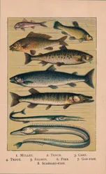 Peixe, 1907, 1907