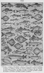 Peixe, 1907, 1907