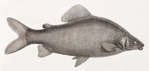 Peixe: Le Characin Nefasch