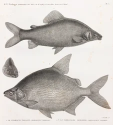 Peixe: Le Characin Nefasch & Le Serrasalme Citharine