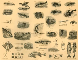 Peixes, c1910.
