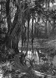 Everglades da Flórida, EUA, c1885