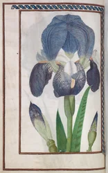Florilegium: página 14 verso íris azul e branca, 1608.