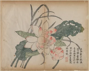 Lotus e botão de florescência, século XVIII.