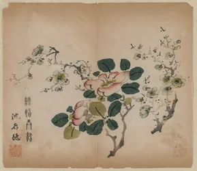 Prunus de floração, 1368-1644.