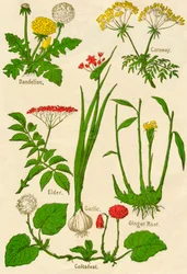 Flores: Dente-de-leão, cominho, ancião, alho, Coltsfoot, raiz de gengibre, c1940