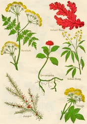 Flores: Hemlock, musgo da Islândia, Ipecacuanha, cânhamo indiano, zimbro, Lovage, c1940