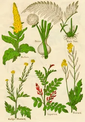 Flores: Verbasco, cebola, samambaia masculina, Nodge-Mostarda, alcaçuz, mostarda, c1940