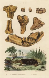Ossos fósseis de um extinto mastodonte americano, Mammut americanum 1, e Mata mata, Chelus fimbriata 2