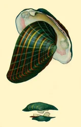Mexilhão de água doce, 1801, 1946.