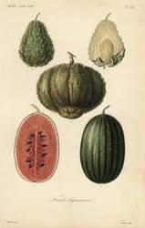 Frutas, legumes e hortaliças