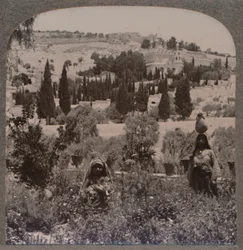 Jardim do Getsêmani e Monte das Oliveiras dos Jardins Gregos, c1900