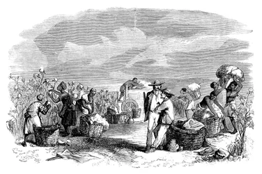 Coleta de algodão em uma plantação de algodão, c1895