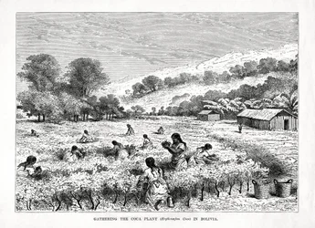 Coleta da planta de coca Erythroxylum coca na Bolívia, 1877