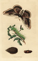 Grande pavão-de-noite ou grande borboleta-imperador, Saturnia pyri, com lagarta e pupa
