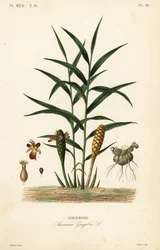 Gengibre ou raiz de gengibre, Zingiber officinale, Amomum zingiber, Gingembre