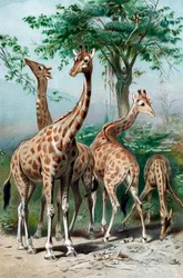 Girafas navegando, c1885