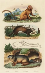 Tamarin de leão dourado, Leontopithecus rosalia, em perigo 1, marmota alpina, Marmota marmota 2 e den, e furão ou doninha, Mustela putorius 3