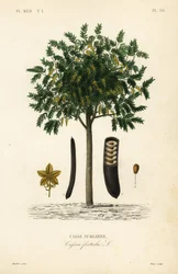 Árvore de chuva dourada ou canafístula, Cassia fístula, Casse purgative