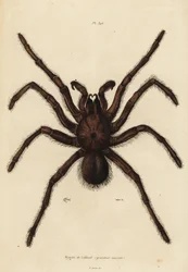 Aranha de Golias, Theraphosa blondi