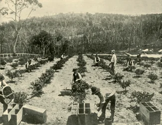 Fazenda de groselha, Glenbrook, 1901.