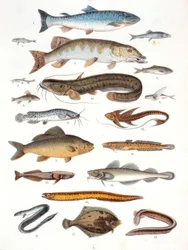 Peixe ósseo e barbatanas macias
