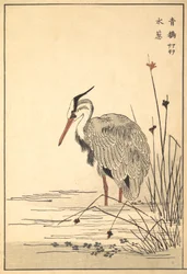 Grey Heron Aosagi e Mizu-aoi Plant, 1857.