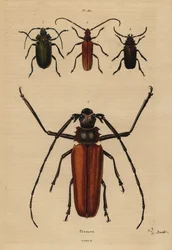 Grande escaravelho longicórnio, Enoplocerus armillatus 1, Aegosoma scabricorne 2, Pyrodes nitidus 3 e Prionus desmaretii 4