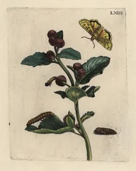 Bardana maior, planta Arctium lappa, com traça, lagarta e pupa LXIII