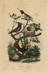 Beija-flor de cor verde, Stephanoxis lalandi, beija-flor com garganta rubi, Archilochus colubris e beija-flor e ninho de ruby-topaz, Chrysolampis mosquitus