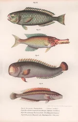 Peixe-papagaio verde. Longmouth indiano, Rasirnesser, Wrasse, c.1850s