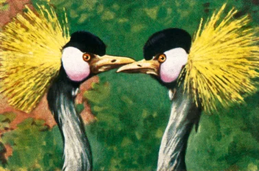 Guindastes coroados em cinza, c1928.